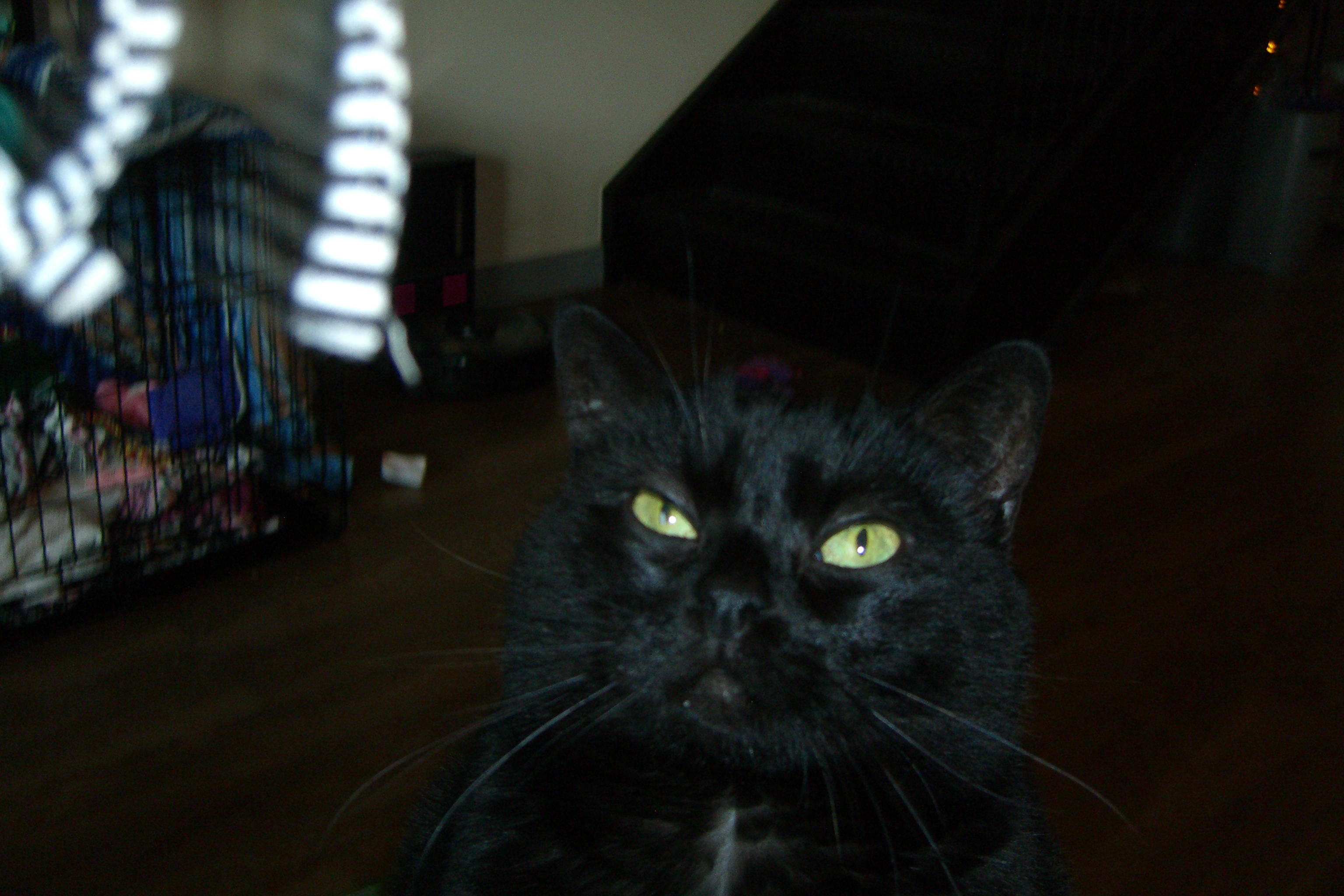 Black cat with glowing eyes