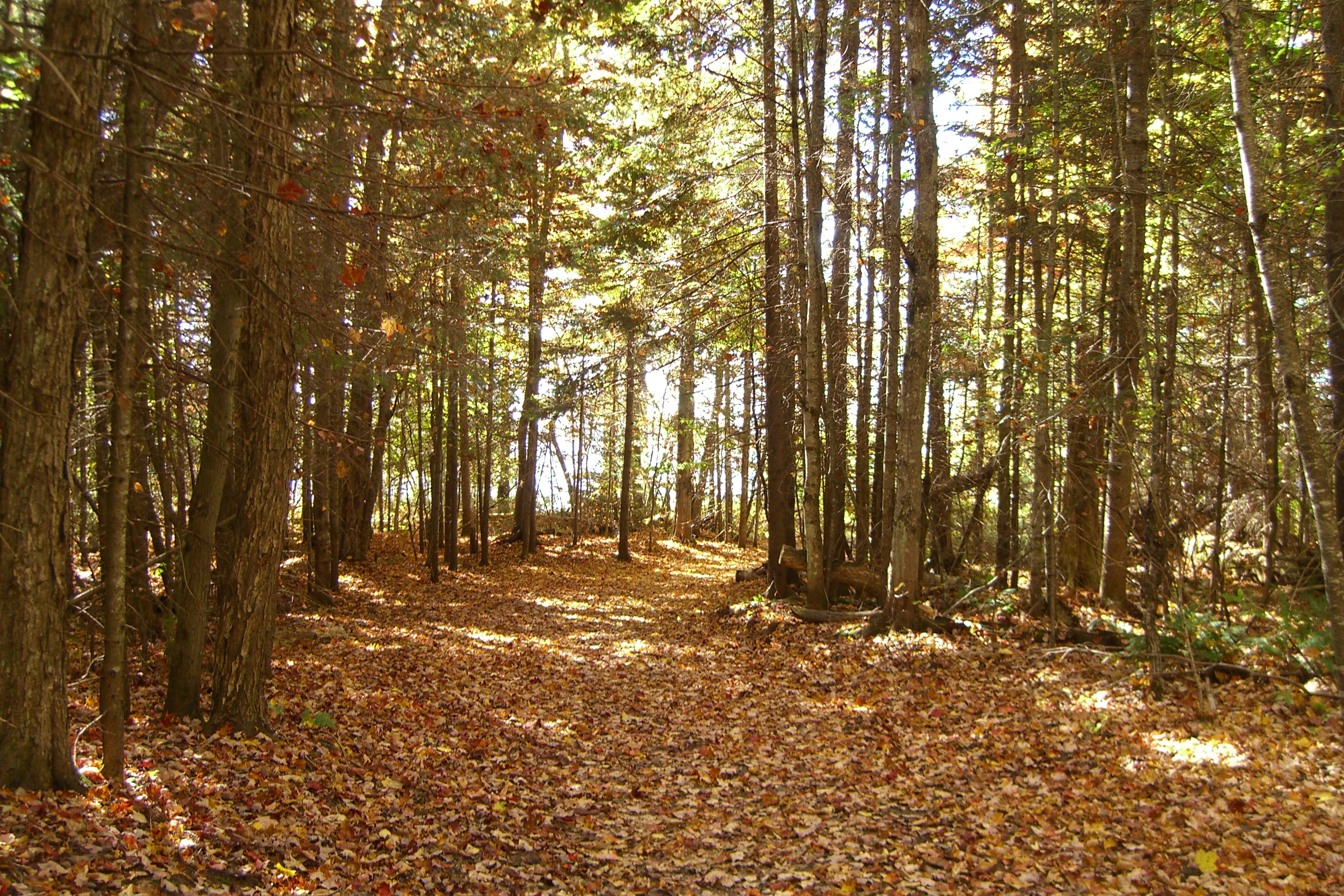Path through autumn forest