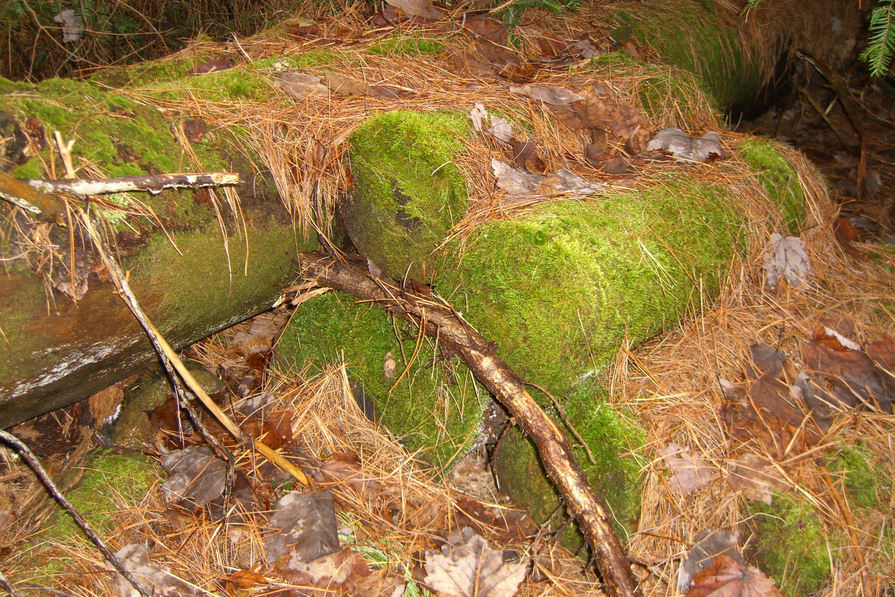 Moss-covered boulders in a pine forest