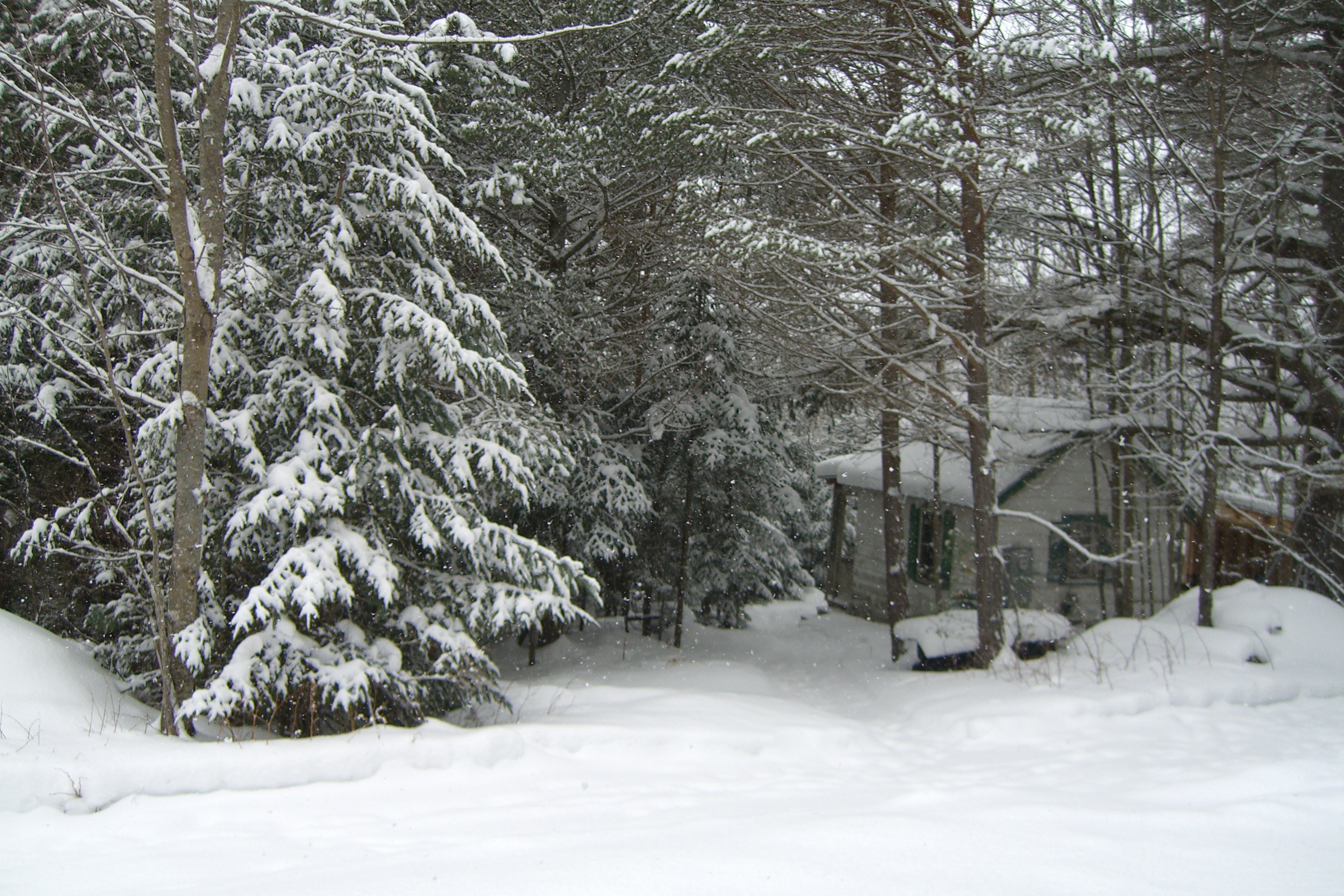Snow-covered pines and cabin in winter