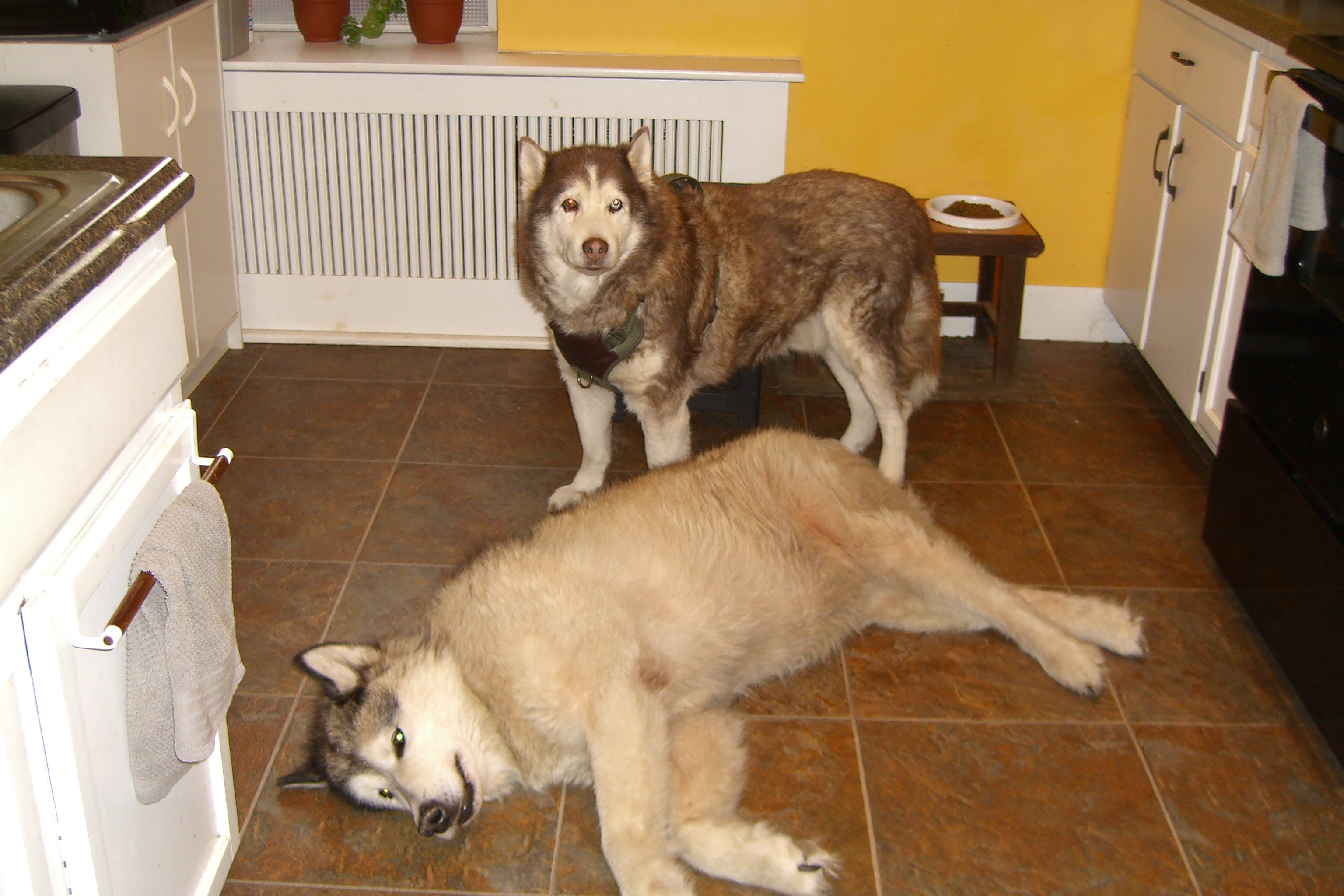 Two huskies in a kitchen, one standing and one lying down
