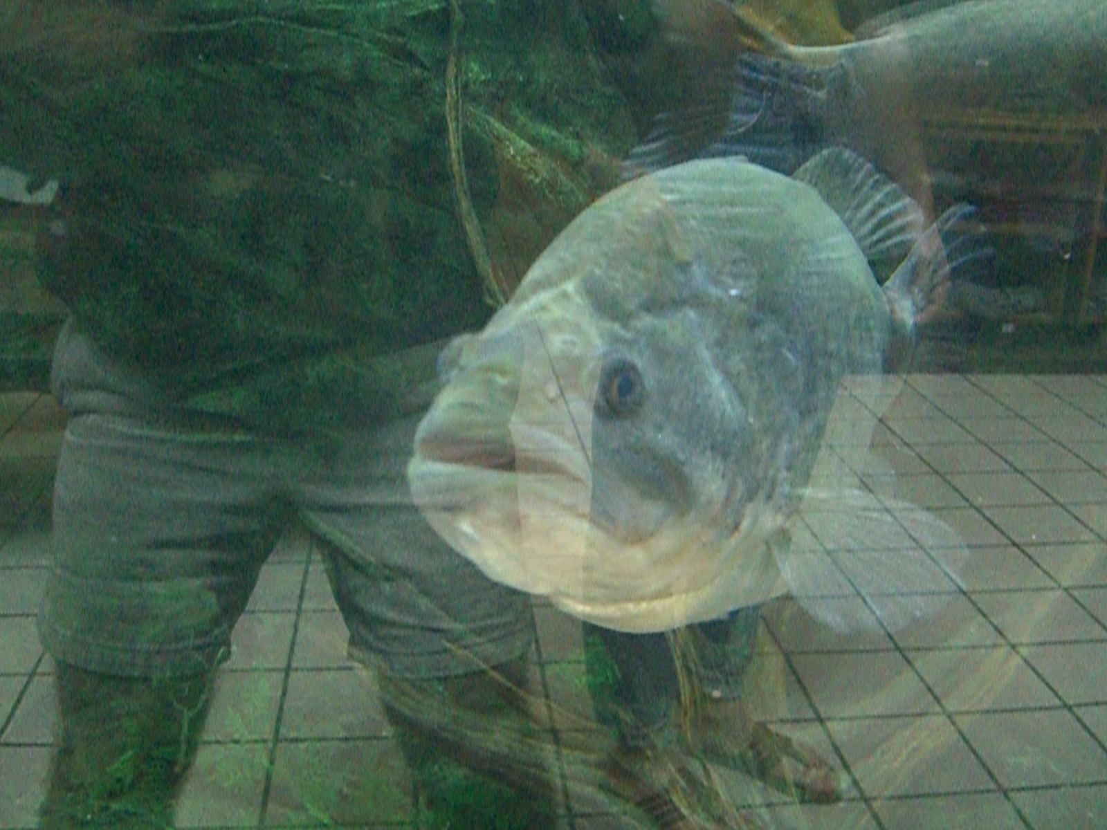 Large fish viewed up close through aquarium glass